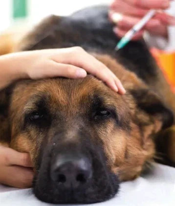I Couldn't Give My Senior Dog the Injection My Vet Recommended. So I Tried the Thing Vets Use in Their Own Clinics at Home