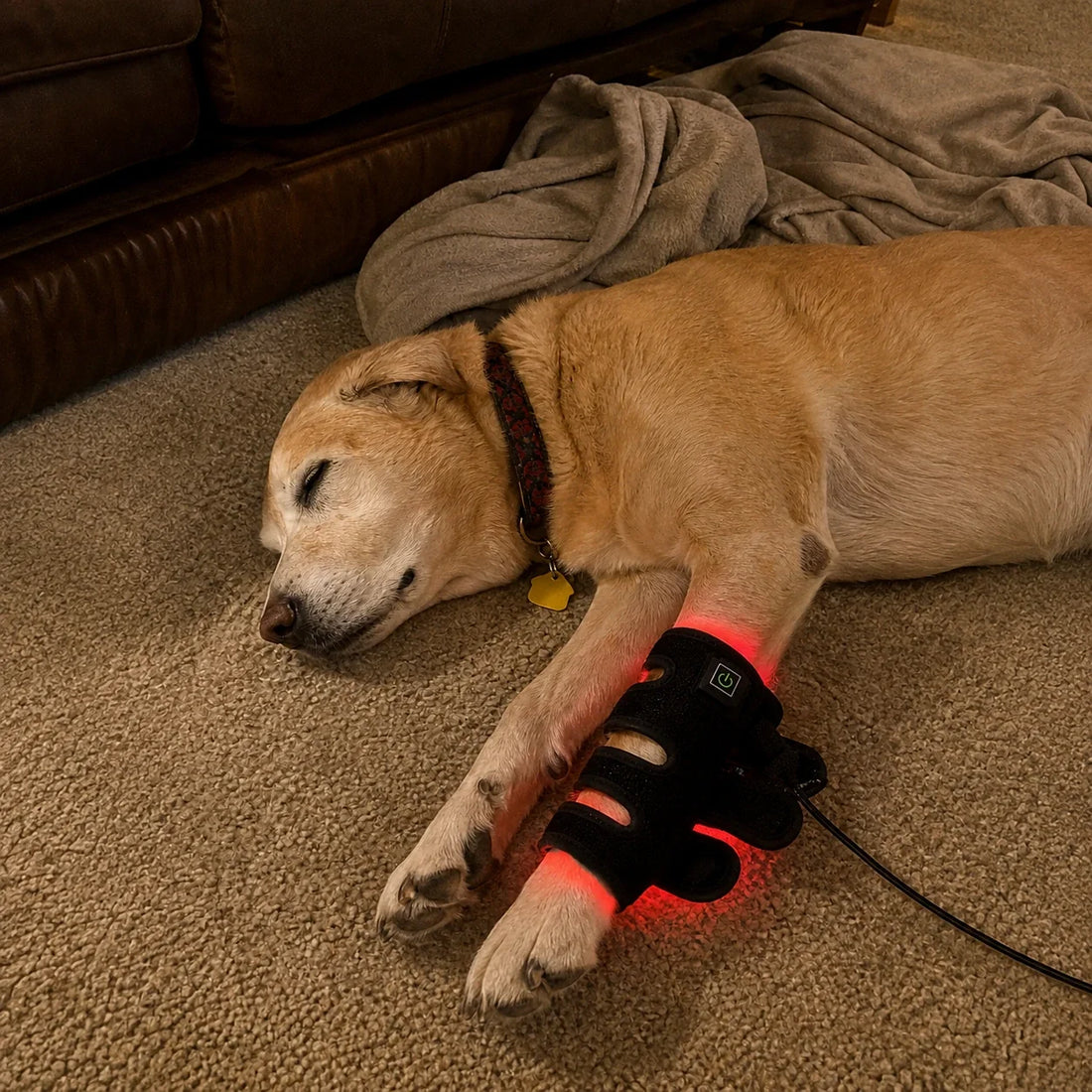 Red Light Therapy for Dogs With Arthritis