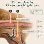 Red Light Therapy Leg Wrap for Arthritic Dogs